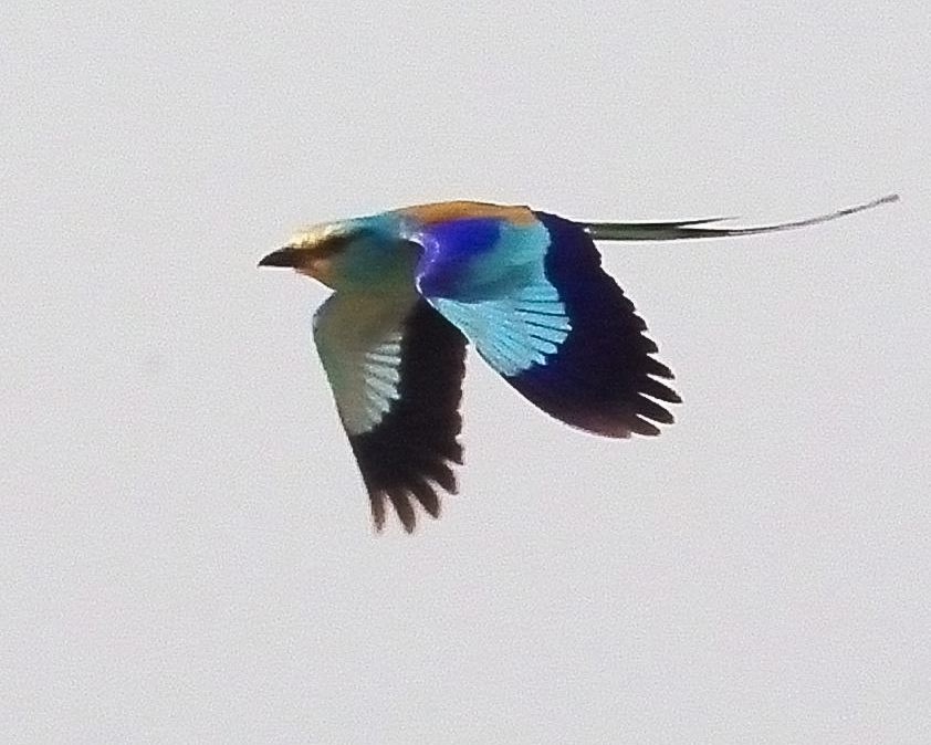 Rollier d'Abyssinie au vol (Abyssinian Roller, Coracias Abyssinicus), adulte en plumage nuptial.